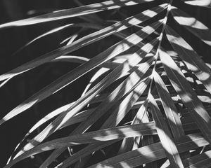 Preview wallpaper leaves, bw, branches, plant