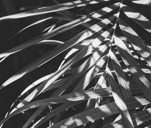 Preview wallpaper leaves, bw, branches, plant