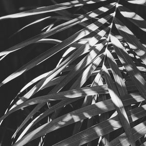 Preview wallpaper leaves, bw, branches, plant