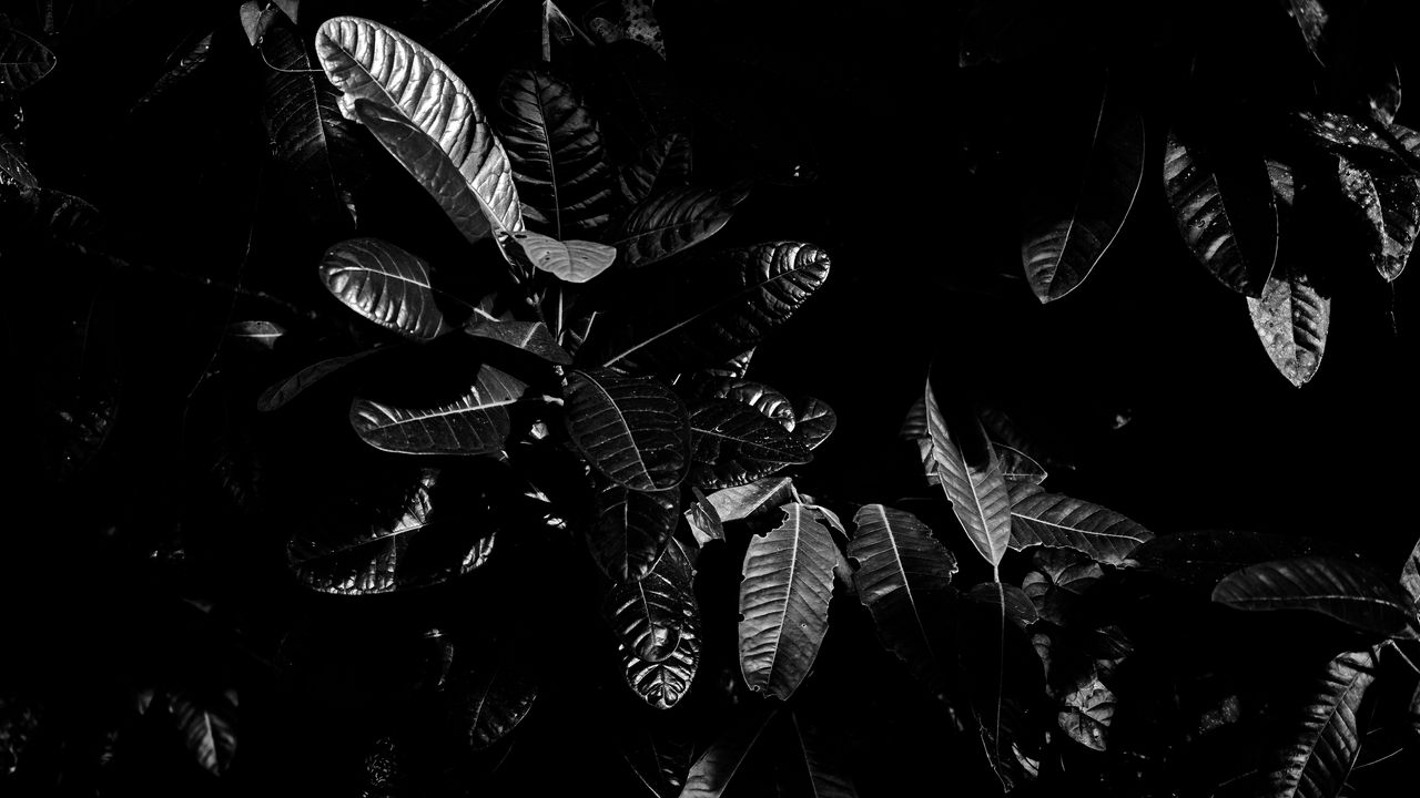 Wallpaper leaves, bw, dark, plant, black