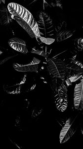 Preview wallpaper leaves, bw, dark, plant, black