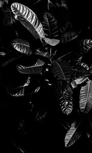 Preview wallpaper leaves, bw, dark, plant, black