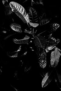 Preview wallpaper leaves, bw, dark, plant, black