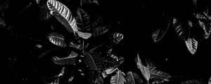 Preview wallpaper leaves, bw, dark, plant, black