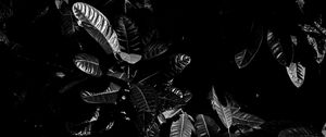 Preview wallpaper leaves, bw, dark, plant, black