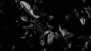 Preview wallpaper leaves, bw, dark, plant, black