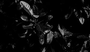 Preview wallpaper leaves, bw, dark, plant, black