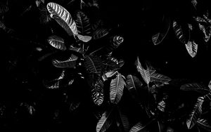 Preview wallpaper leaves, bw, dark, plant, black