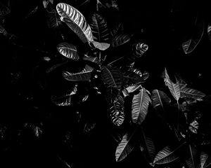 Preview wallpaper leaves, bw, dark, plant, black