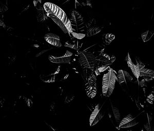 Preview wallpaper leaves, bw, dark, plant, black