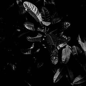 Preview wallpaper leaves, bw, dark, plant, black