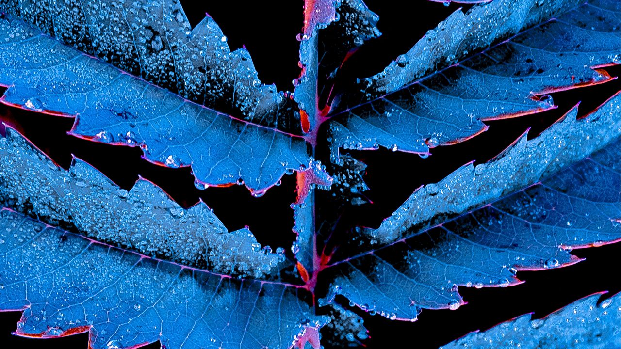 Wallpaper leaves, carved, drops, photoshop, plant, blue