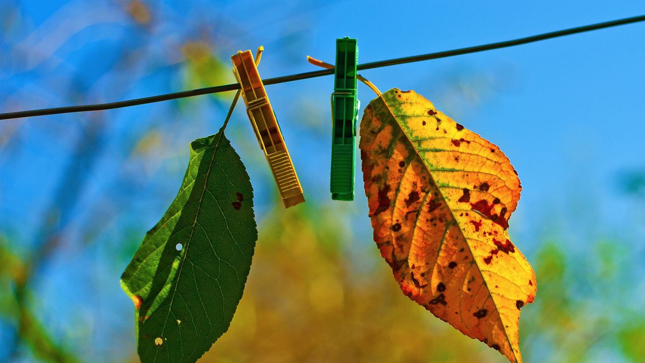 Wallpaper leaves, clothespins, fall, fallen