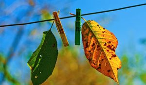 Preview wallpaper leaves, clothespins, fall, fallen