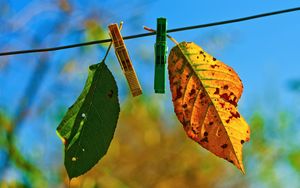 Preview wallpaper leaves, clothespins, fall, fallen