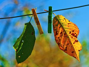 Preview wallpaper leaves, clothespins, fall, fallen