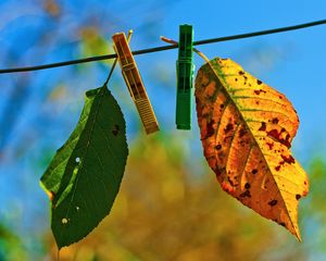 Preview wallpaper leaves, clothespins, fall, fallen