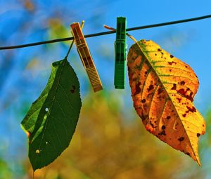 Preview wallpaper leaves, clothespins, fall, fallen