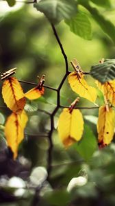 Preview wallpaper leaves, clothespins, yellow, branch, green