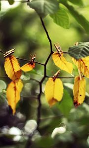 Preview wallpaper leaves, clothespins, yellow, branch, green