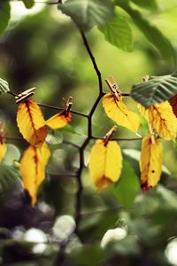 Preview wallpaper leaves, clothespins, yellow, branch, green