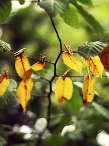 Preview wallpaper leaves, clothespins, yellow, branch, green