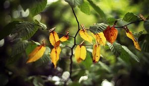 Preview wallpaper leaves, clothespins, yellow, branch, green