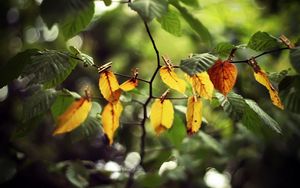 Preview wallpaper leaves, clothespins, yellow, branch, green