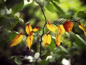 Preview wallpaper leaves, clothespins, yellow, branch, green