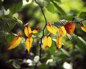 Preview wallpaper leaves, clothespins, yellow, branch, green