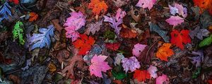 Preview wallpaper leaves, colorful, autumn