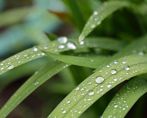 Preview wallpaper leaves, curve, drops, water, macro