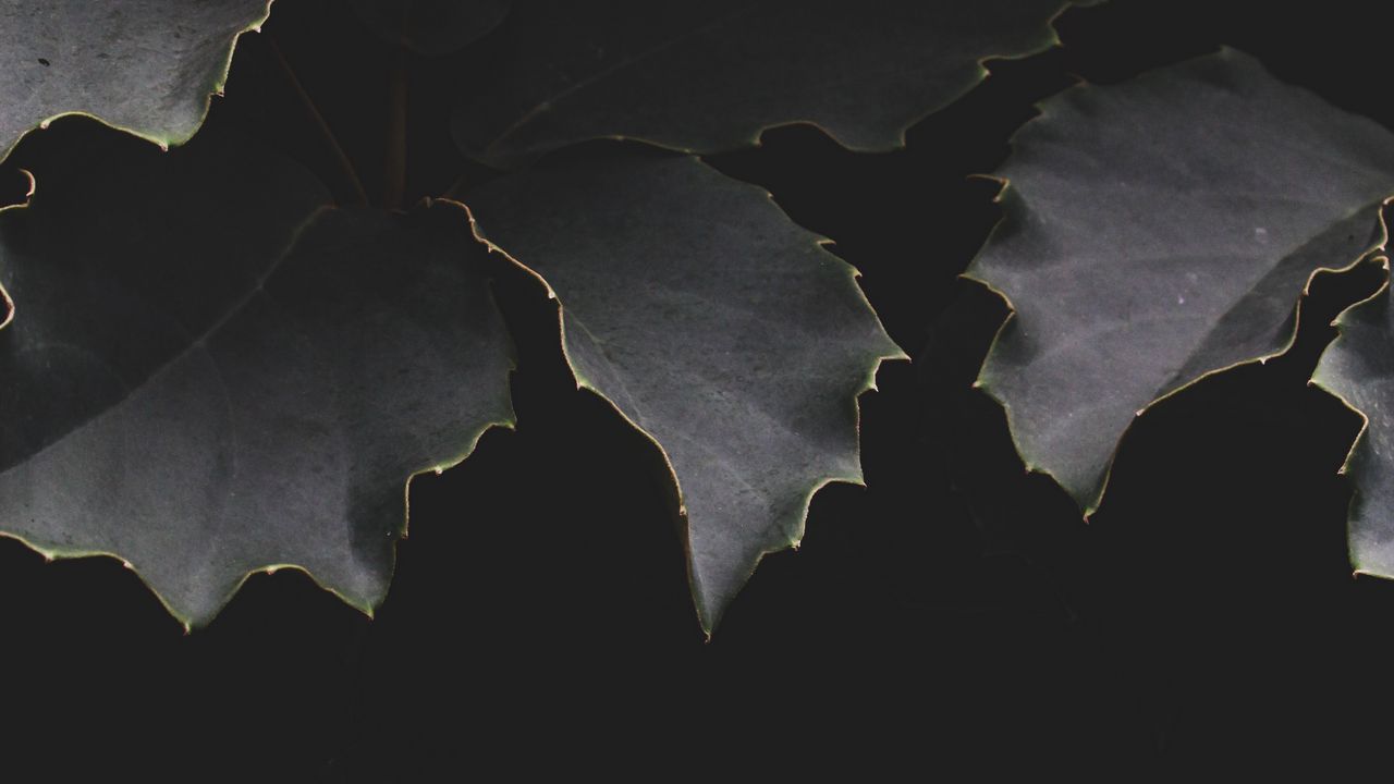 Wallpaper leaves, dark, branches, shadows