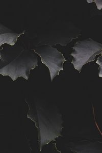 Preview wallpaper leaves, dark, branches, shadows