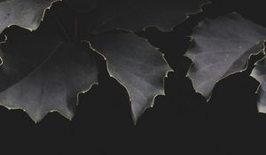 Preview wallpaper leaves, dark, branches, shadows