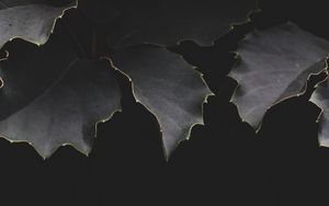 Preview wallpaper leaves, dark, branches, shadows