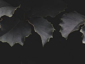 Preview wallpaper leaves, dark, branches, shadows