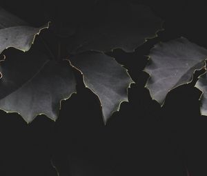 Preview wallpaper leaves, dark, branches, shadows