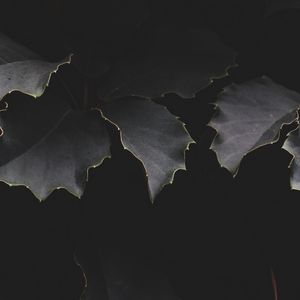 Preview wallpaper leaves, dark, branches, shadows