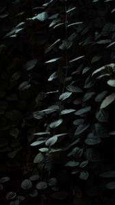 Preview wallpaper leaves, dark, green, plant, branches