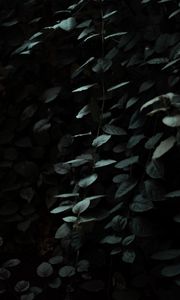 Preview wallpaper leaves, dark, green, plant, branches