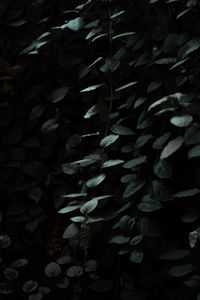 Preview wallpaper leaves, dark, green, plant, branches