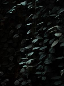 Preview wallpaper leaves, dark, green, plant, branches