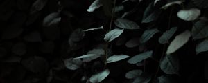 Preview wallpaper leaves, dark, green, plant, branches