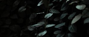 Preview wallpaper leaves, dark, green, plant, branches