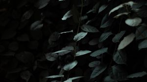 Preview wallpaper leaves, dark, green, plant, branches