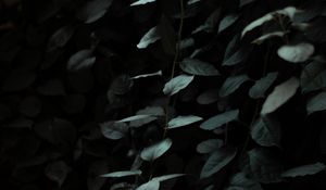 Preview wallpaper leaves, dark, green, plant, branches
