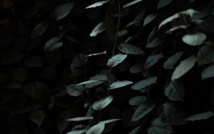 Preview wallpaper leaves, dark, green, plant, branches