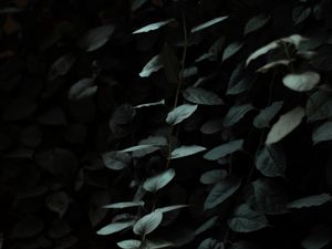 Preview wallpaper leaves, dark, green, plant, branches
