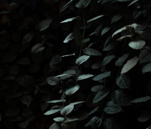 Preview wallpaper leaves, dark, green, plant, branches